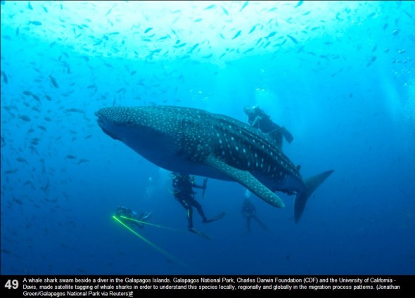 The Big Picture - Best nature pictures of 2012