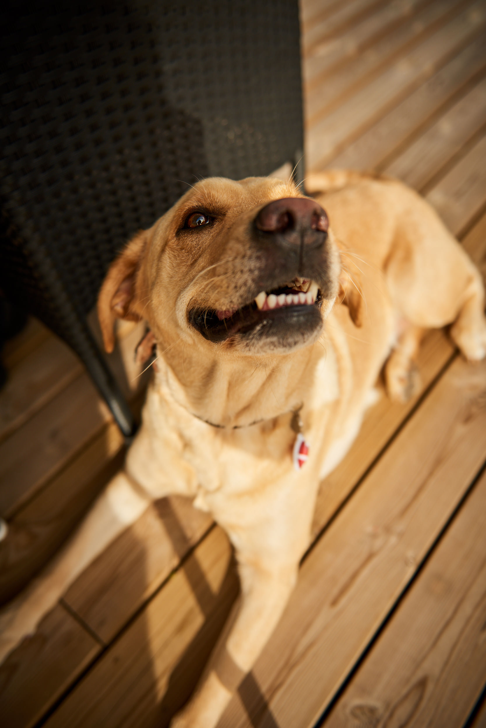 Hund på terrasse ved sommerhus - Fotograf
